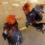 SV388 – Trực Tiếp Đá Gà C1 Công Bằng, Minh Bạch