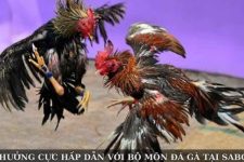 Săn Thưởng Cực Hấp Dẫn Với Bộ Môn Đá Gà Tại Sabong67